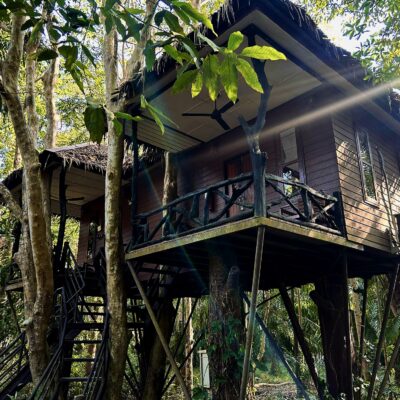 Family Tree House