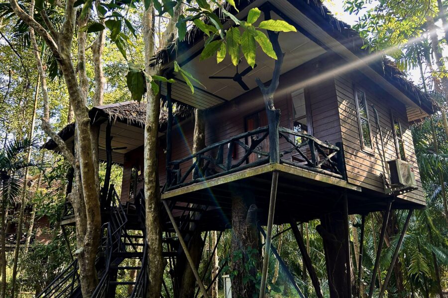 Family Tree House