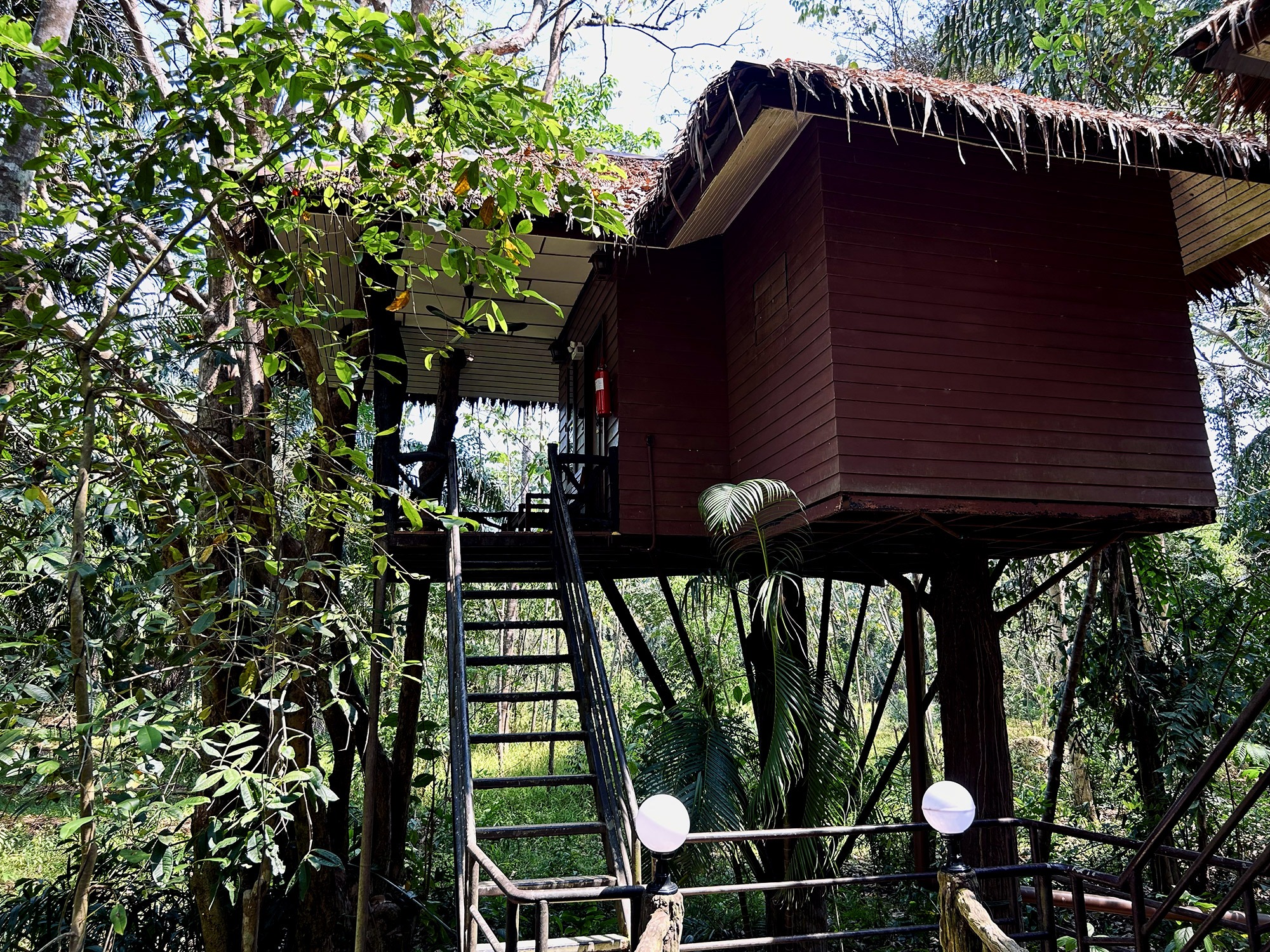 Forest Tree House