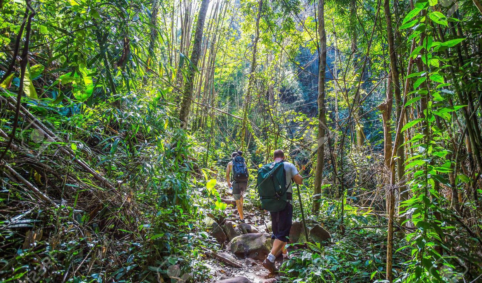 Jungle Treks
