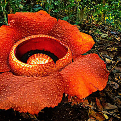 Randonnée à la découverte de la Rafflesia