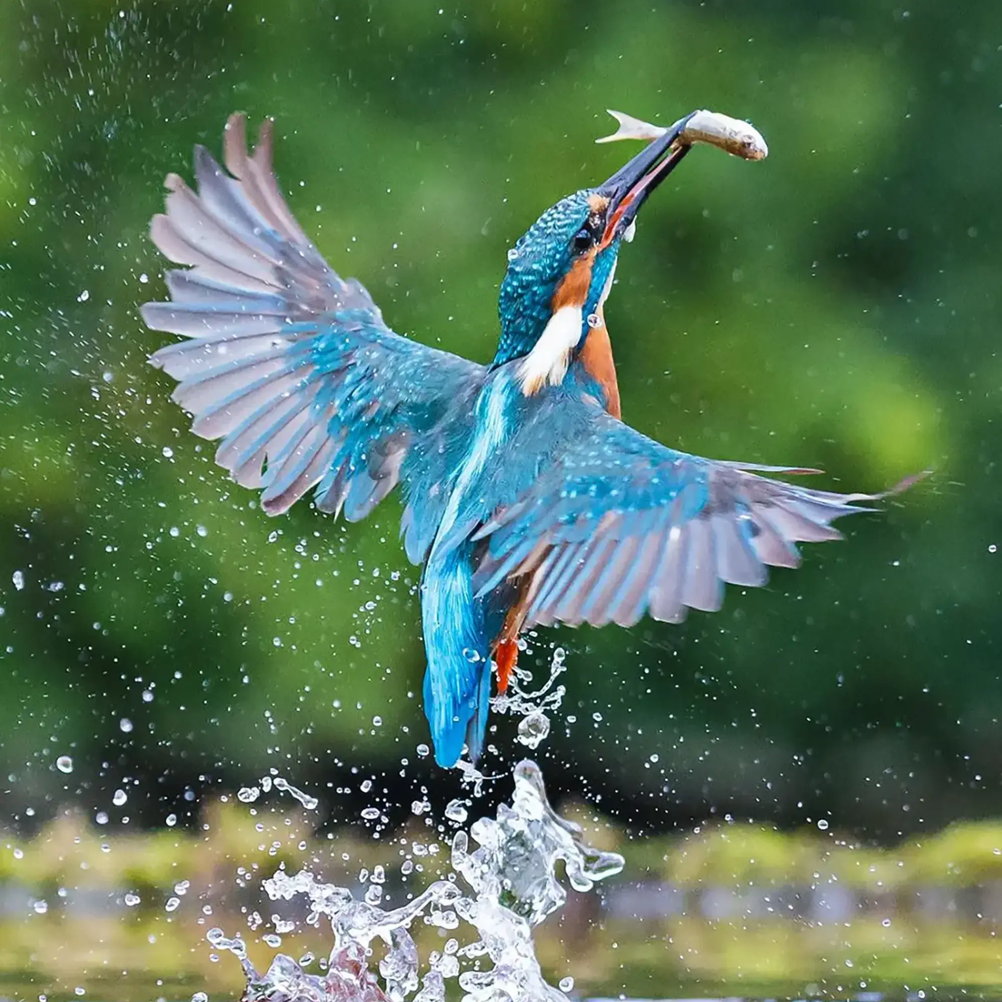Bird Watching