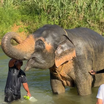 Centre de conservation des éléphants