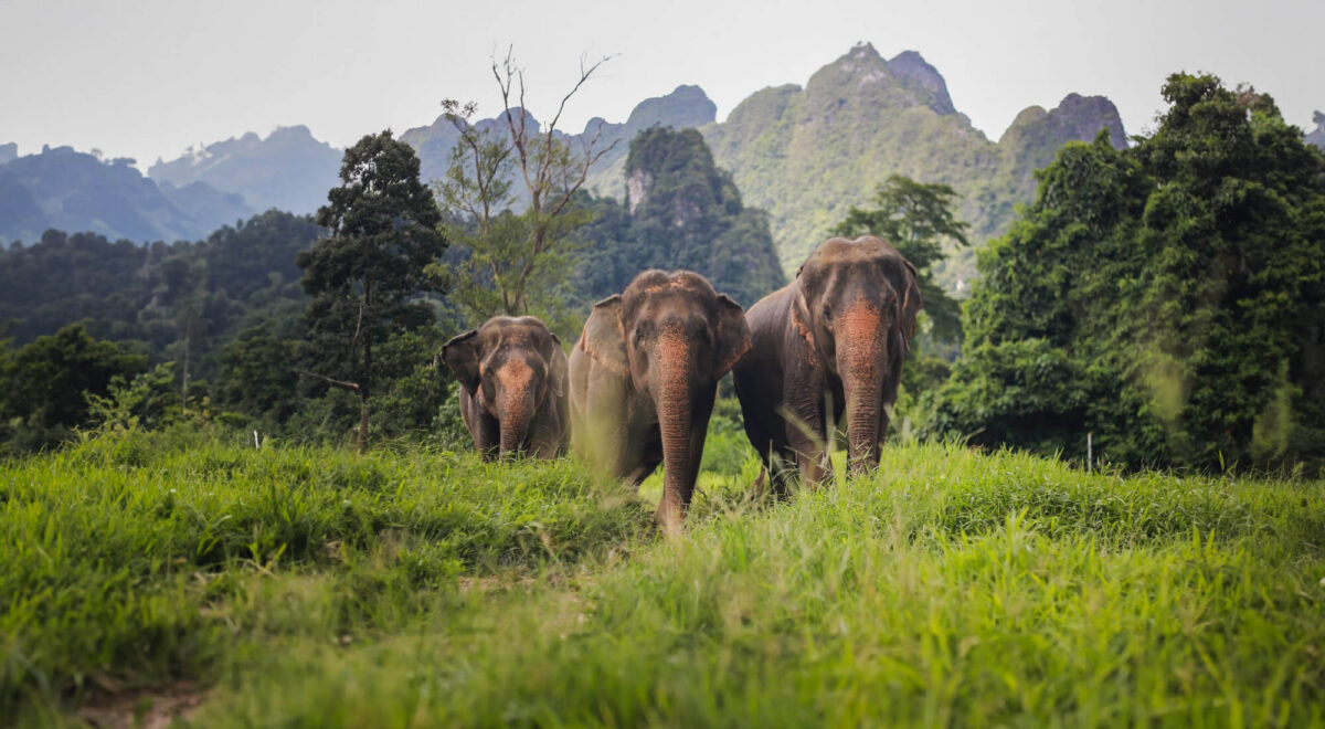 Elephants in the wild