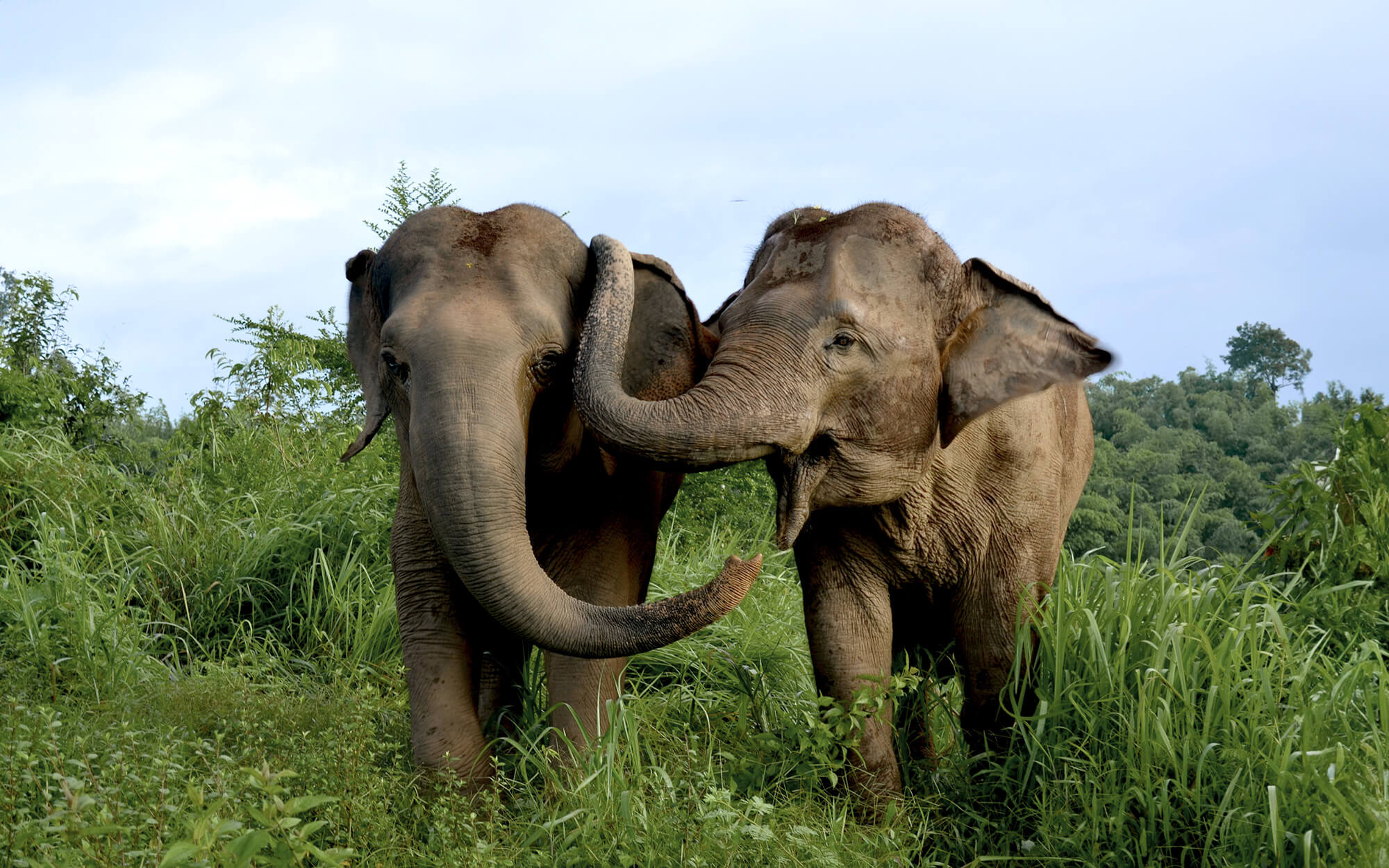 Elephants playing