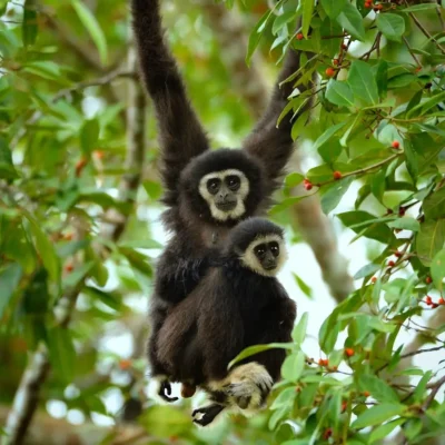 L’appel du gibbon
