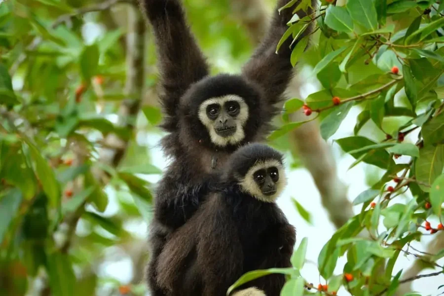 The Gibbon Call