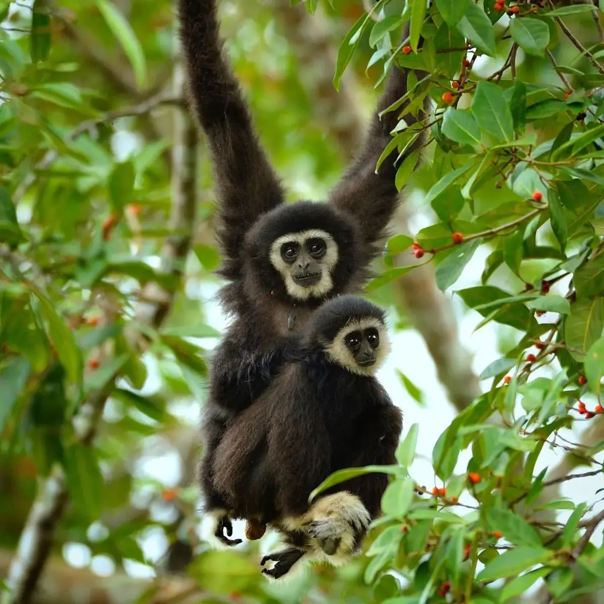 The Gibbon Call