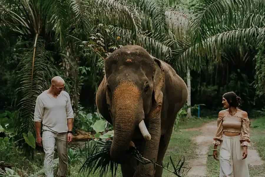 Jungle Romance