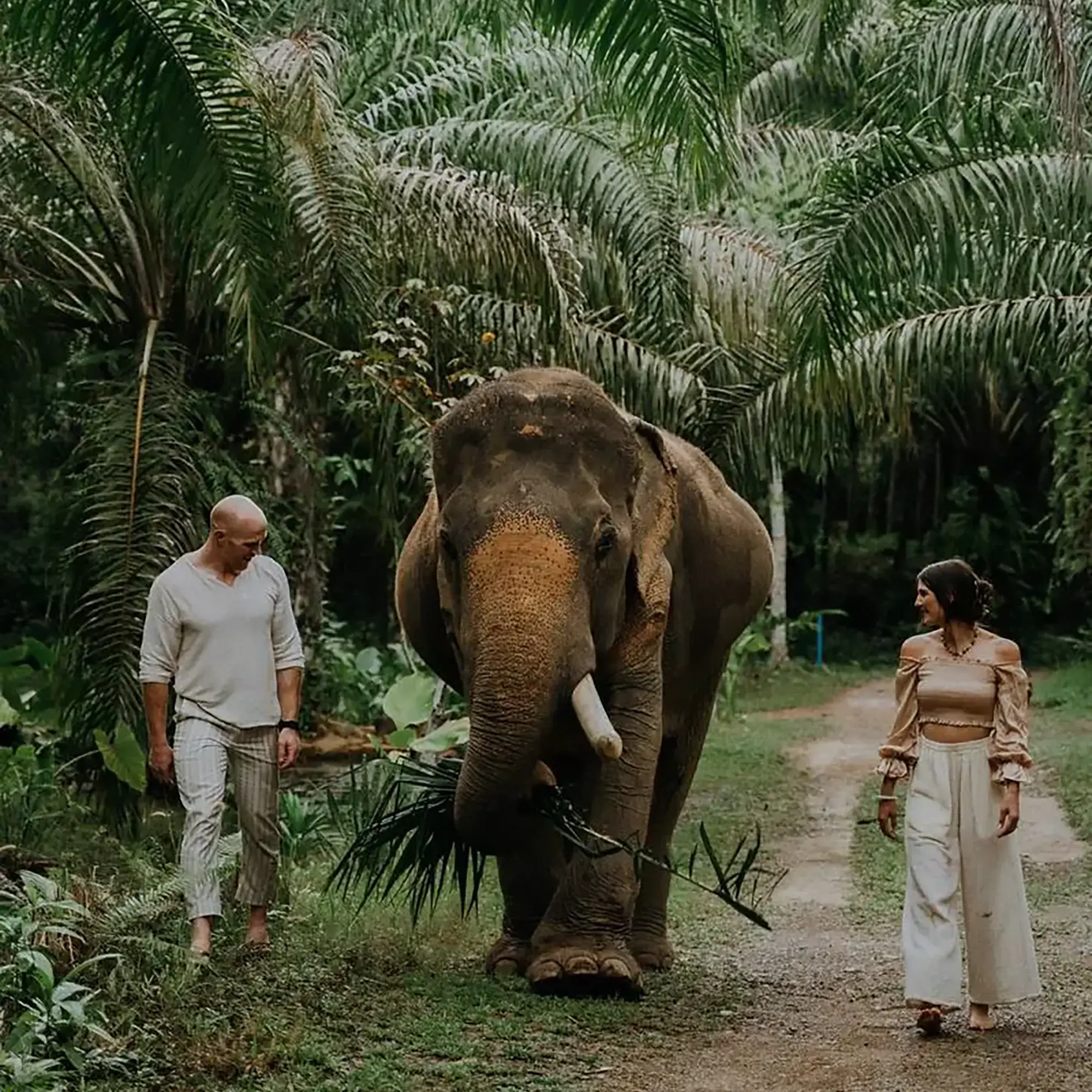 Jungle Romance