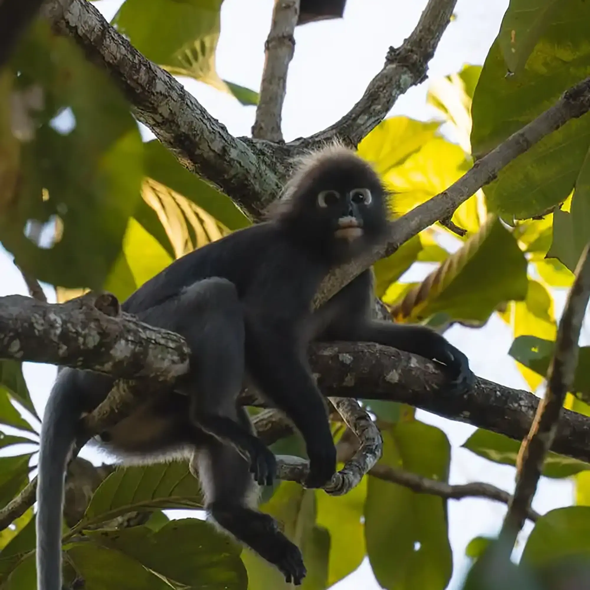 Jungle Discovery