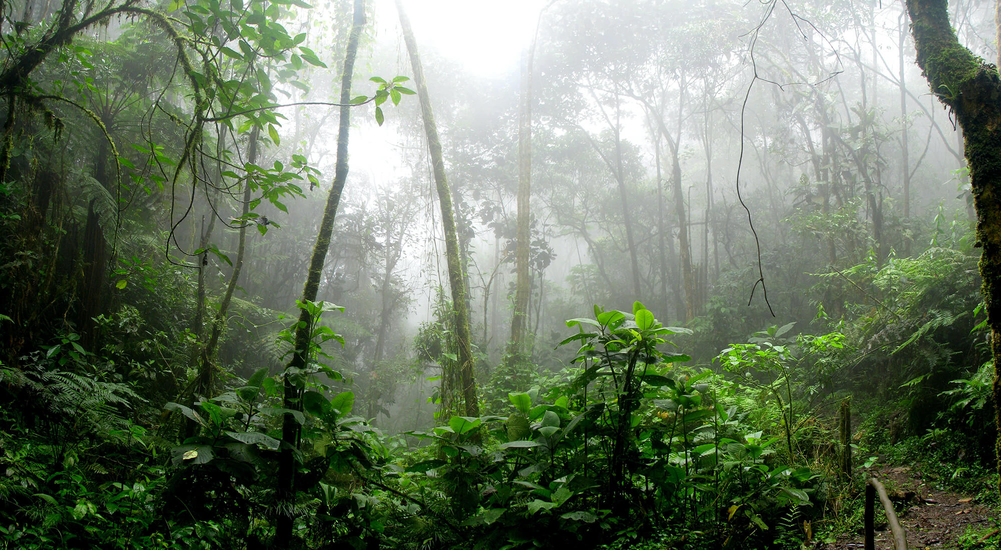 Tropical jungle in the mist