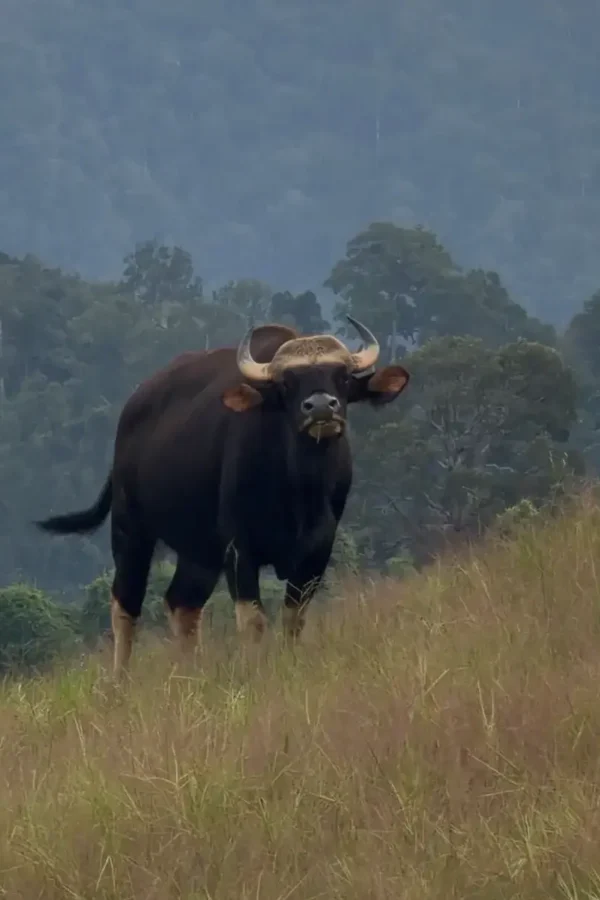Klong Saeng Wildlife Sanctuary