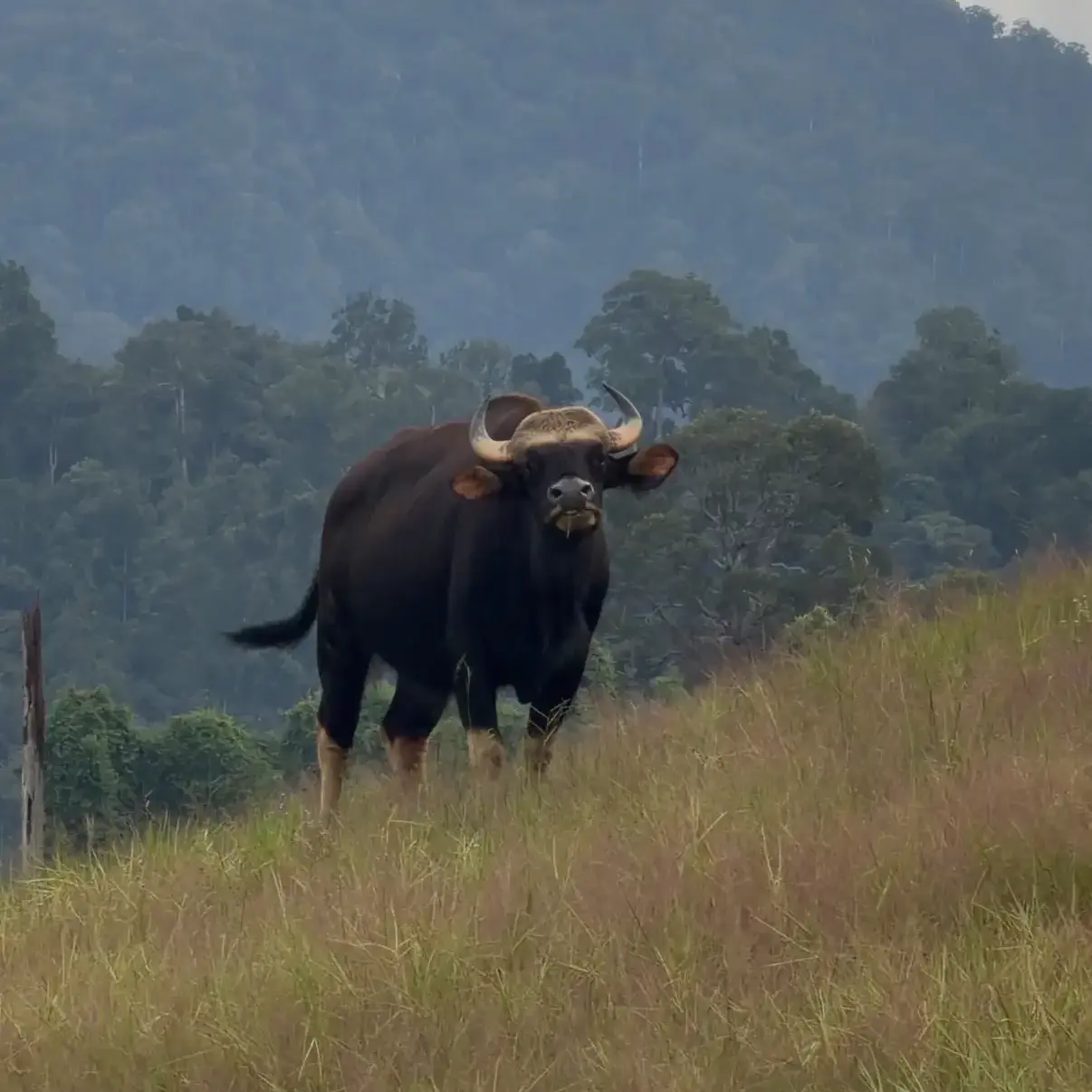 Khlong Saeng Wild Life Sanctuary