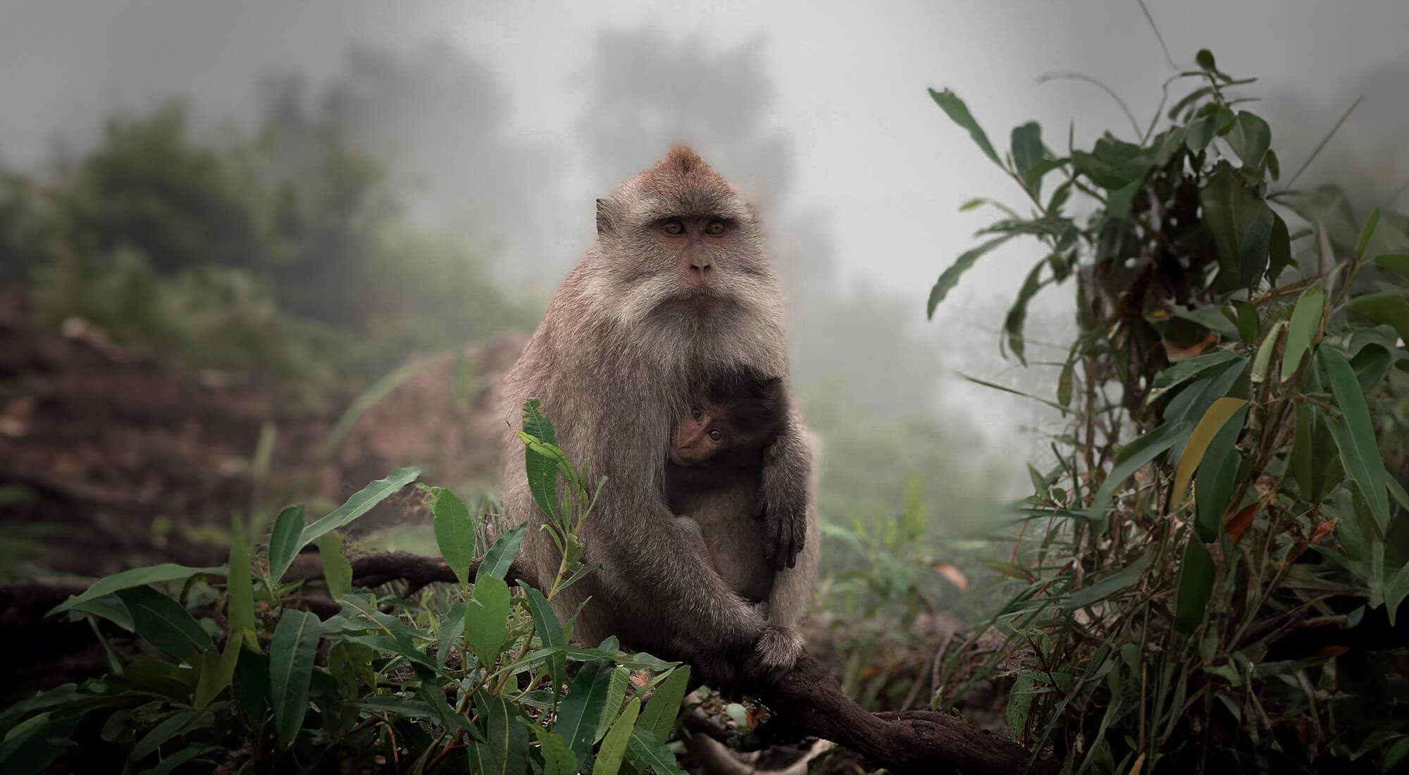 Monkeys in the wild