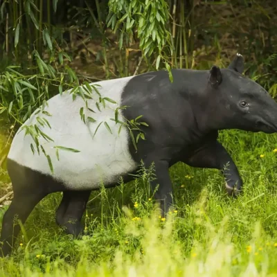 Safari nocturne