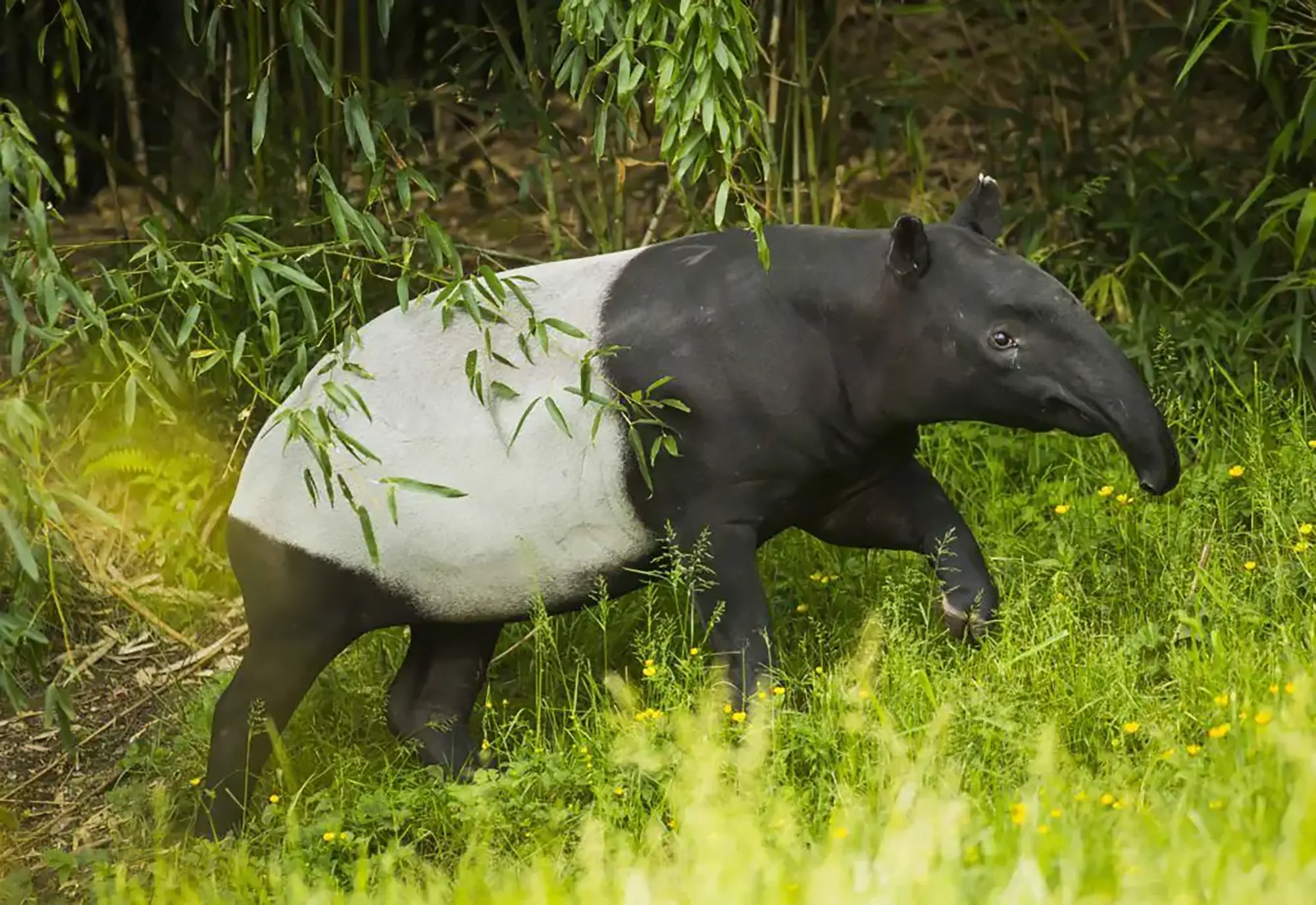 Night Safari
