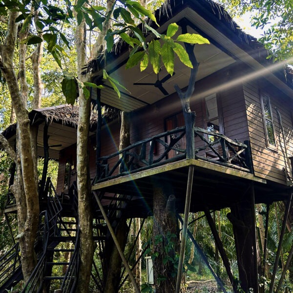 Family Tree House