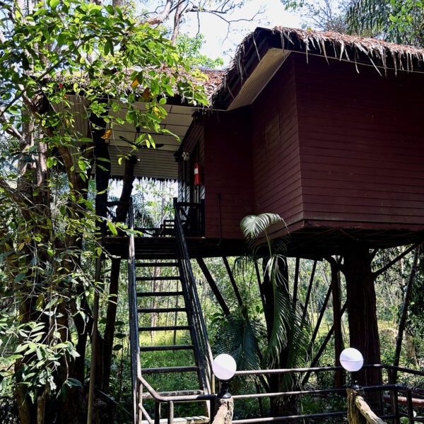 Forest Tree House