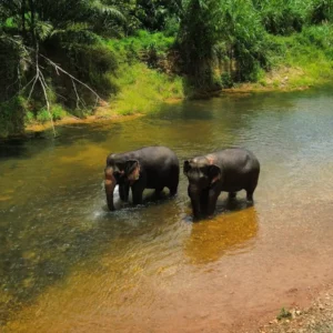 Centre de conservation des éléphants