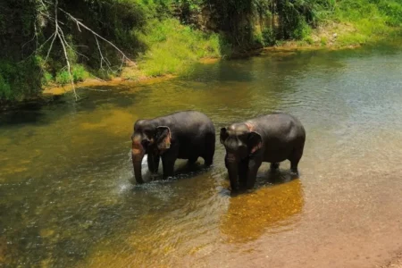 Centre de conservation des éléphants