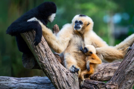 The Gibbon Call