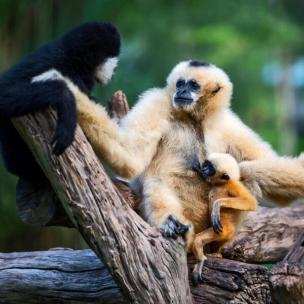 The Gibbon Call