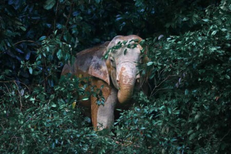 Découverte de la jungle