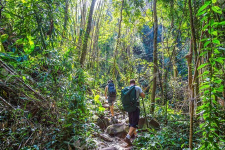 Treks dans la jungle