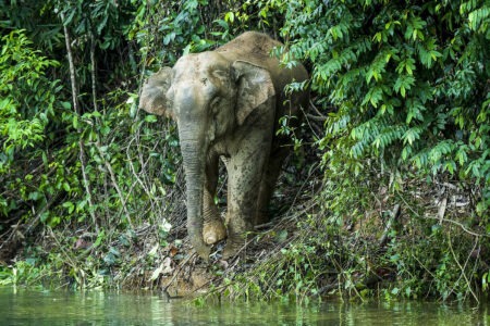 Khlong Saeng Wild Life Sanctuary