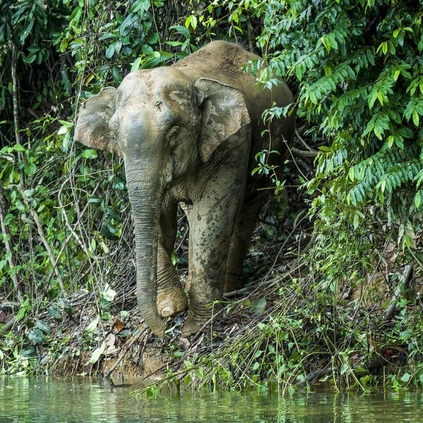 Khlong Saeng Wild Life Sanctuary