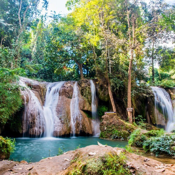 Escapade dans la forêt tropicale