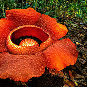 Trek to the Rafflesia Flower
