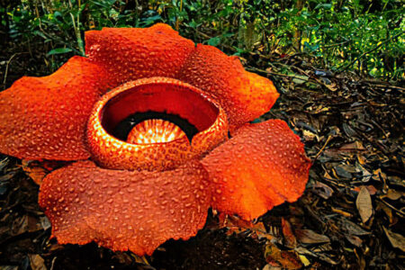 Trek to the Rafflesia Flower